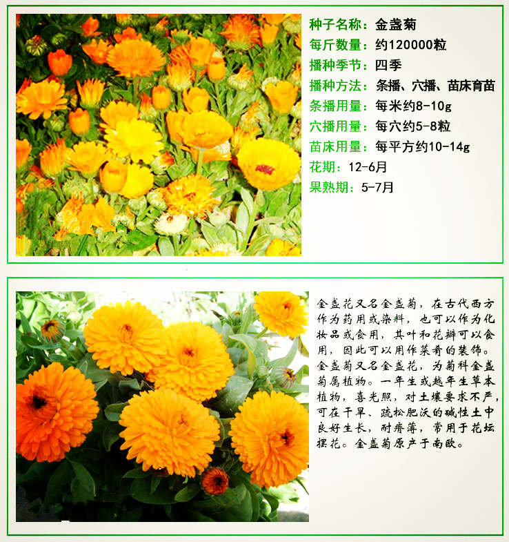金盏菊种子