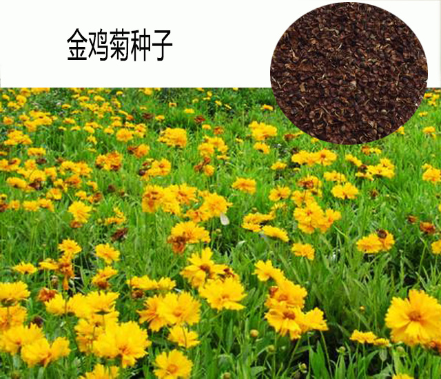 金鸡菊种子