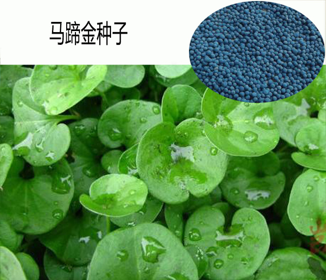 别名小金钱草,荷苞草,肉馄饨草,金锁